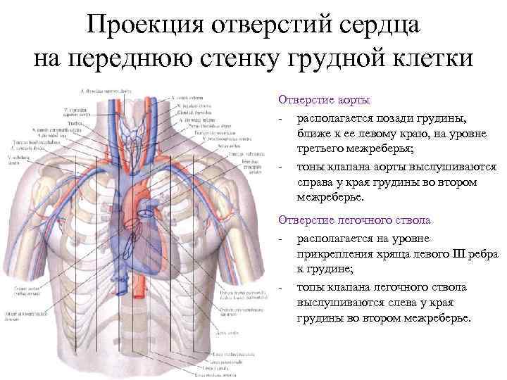 Проекция отверстий сердца на переднюю стенку грудной клетки Отверстие аорты располагается позади грудины, ближе