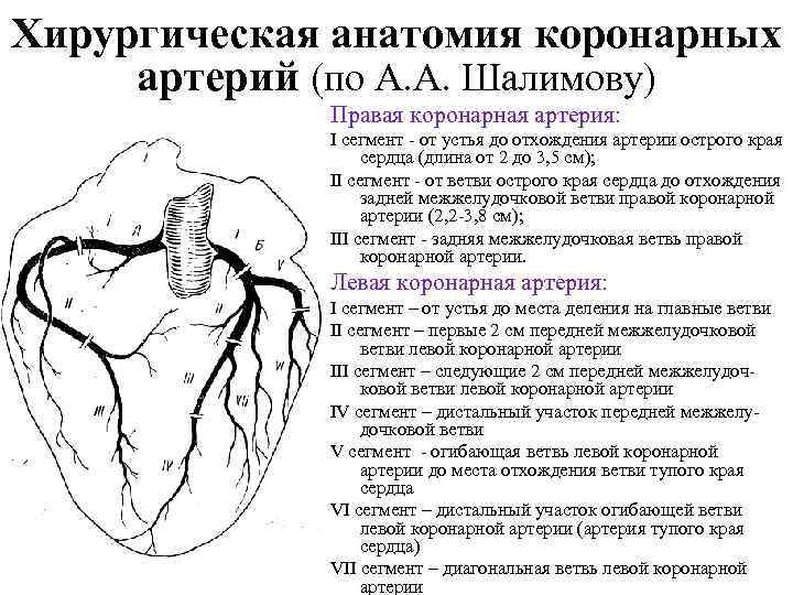 Схема коронарных артерий сердца по сегментам