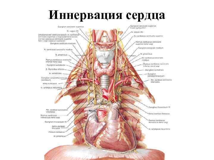 Иннервация сердца 