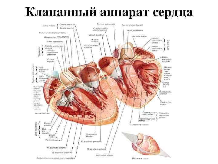 Клапанный аппарат сердца 