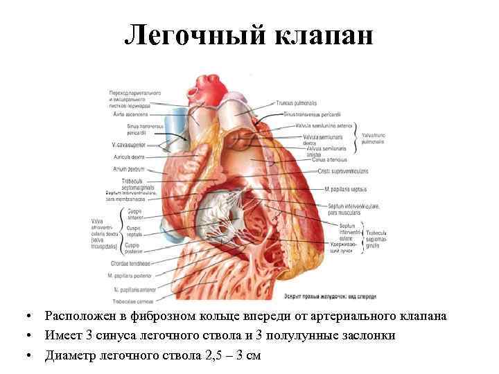 Легочный клапан • Расположен в фиброзном кольце впереди от артериального клапана • Имеет 3