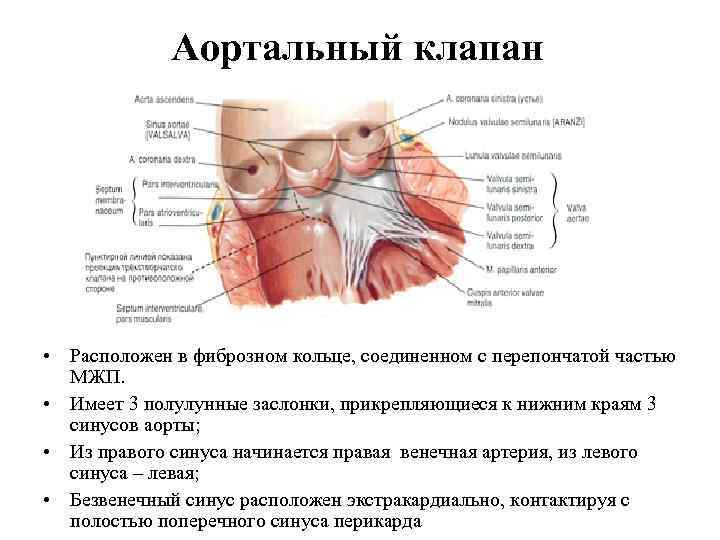 Аортальный клапан • Расположен в фиброзном кольце, соединенном с перепончатой частью МЖП. • Имеет