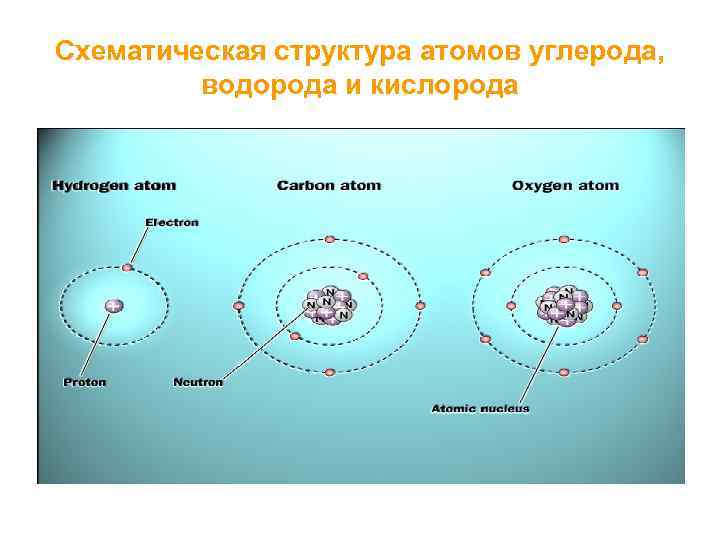 Состоят из атомов углерода и водорода