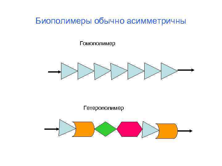 Биополимеры обычно асимметричны Гомополимер Гетерополимер 