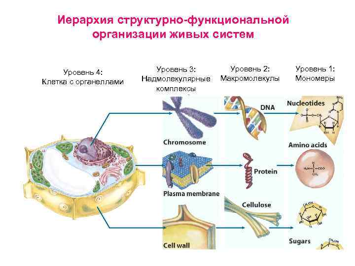 Уровни организации организма клеточный. Структурная организация живых организмов. Структурная организация живого. Уровни структурной организации клетки биохимия. Структурно-функциональная организация клетки.