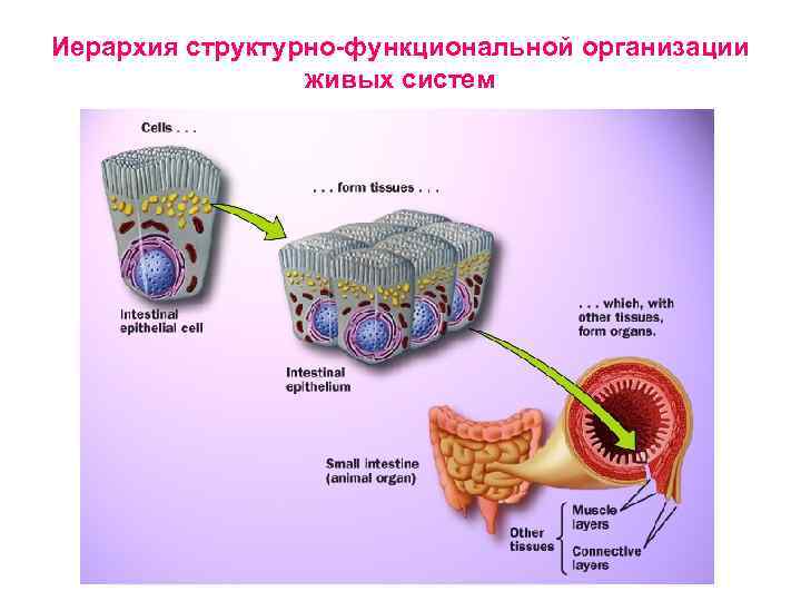 Иерархия структурно-функциональной организации живых систем 