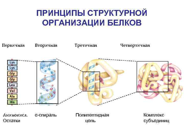 Молекула белка уровни организации белковой молекулы. Структуры белка первичная вторичная третичная четвертичная. Структурная организация белковой молекулы. Четыре уровня структурной организации белка. Первичный вторичный третичный четвертичный.