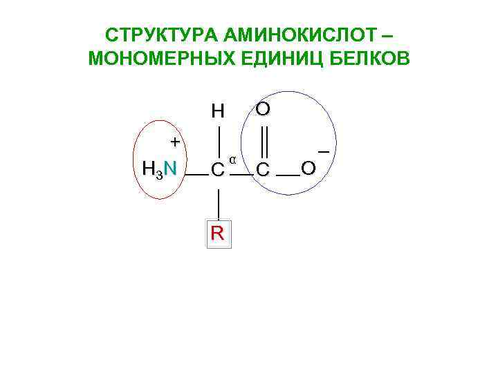 СТРУКТУРА АМИНОКИСЛОТ – МОНОМЕРНЫХ ЕДИНИЦ БЕЛКОВ O H + H 3 N C R