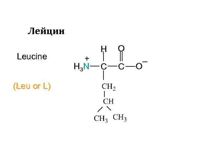 Лейцин Leucine (Leu or L) + H 3 N H C O C –