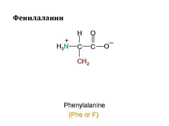 Фенилаланин + H 3 N H C O C – O CH 2 Phenylalanine