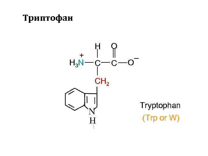 Триптофан + H 3 N H C O C – O CH 2 Tryptophan