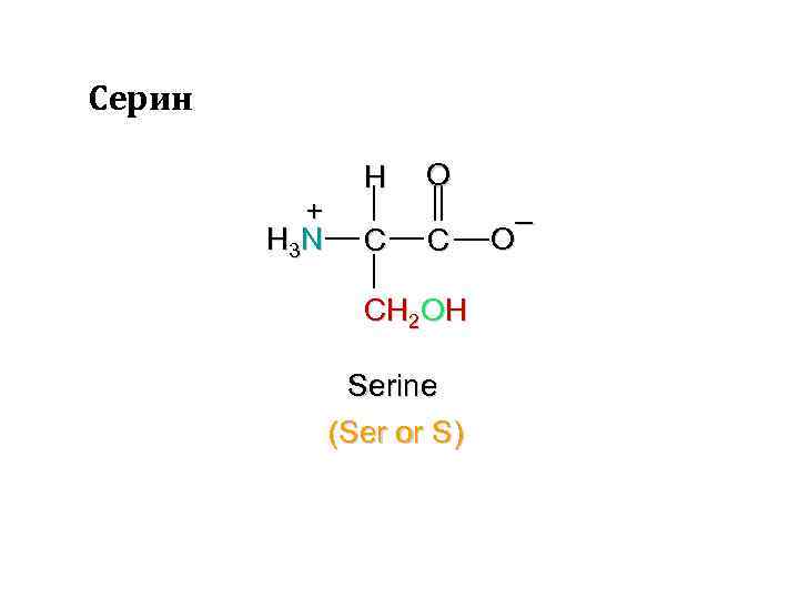 Серин + H 3 N H C O C CH 2 OH Serine (Ser