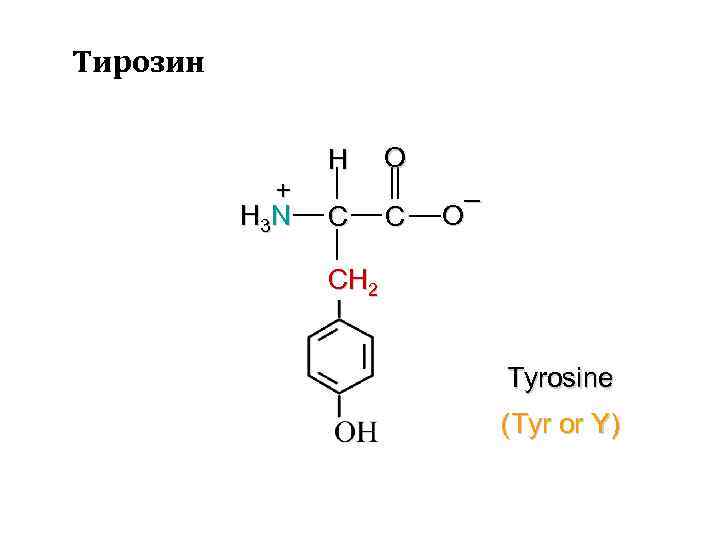 Тирозин + H 3 N H C O C – O CH 2 Tyrosine