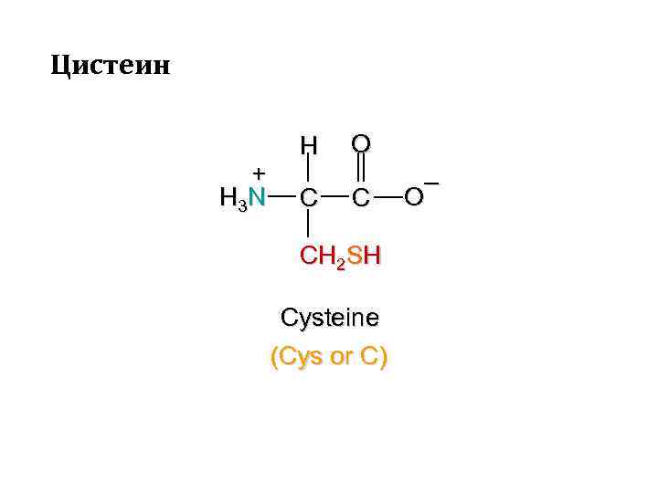 Цистеин + H 3 N H C O C CH 2 SH Cysteine (Cys