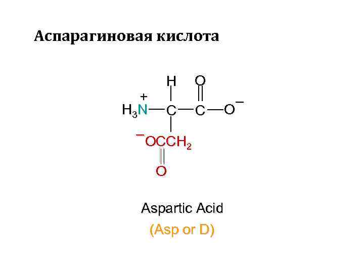 Аспарагиновая кислота + H 3 N H C O C – OCCH 2 O