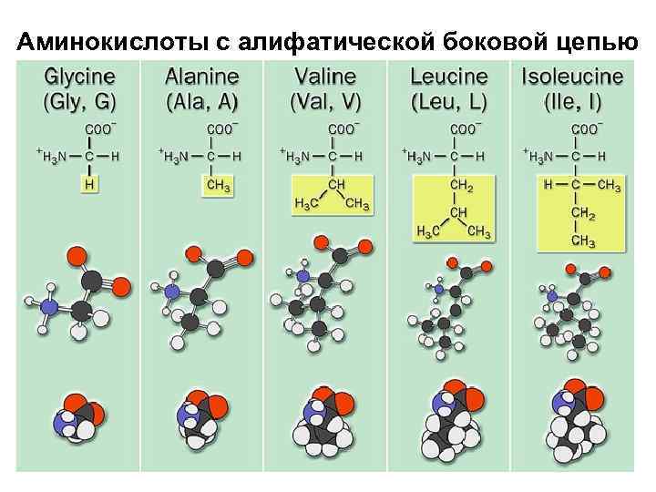 Цепь аминокислот белка