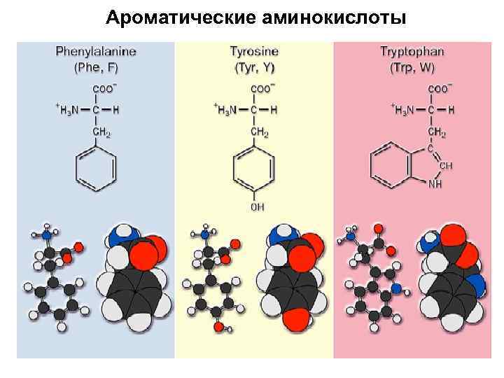 Ароматические аминокислоты 