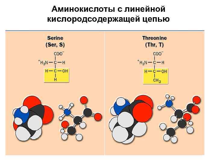 Аминокислоты с линейной кислородсодержащей цепью 