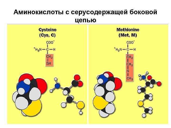 Аминокислоты с серусодержащей боковой цепью 