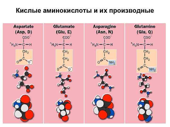 Кислые аминокиcлоты и их производные 