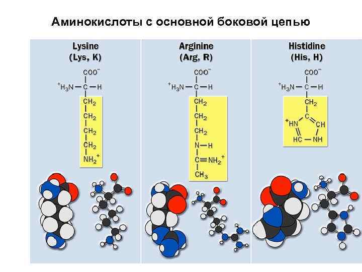 Аминокислоты с основной боковой цепью 