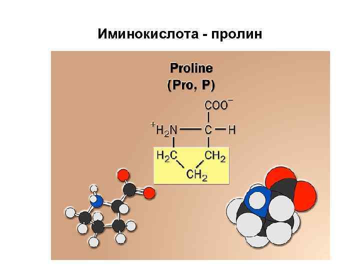 Иминокислота - пролин 