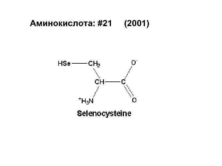 21 аминокислота. 21 Аминокислота формулы. 22 Аминокислоты. 21 И 22 аминокислоты. Канонические аминокислоты.