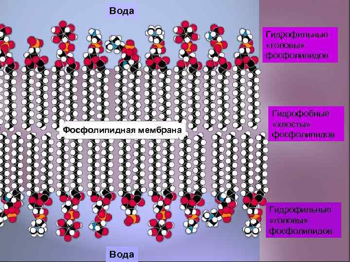 Вода Гидрофильные «головы» фосфолипидов Фосфолипидная мембрана Гидрофобные «хвосты» фосфолипидов Гидрофильные «головы» фосфолипидов Вода 