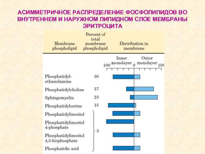 АСИММЕТРИЧНОЕ РАСПРЕДЕЛЕНИЕ ФОСФОЛИПИДОВ ВО ВНУТРЕННЕМ И НАРУЖНОМ ЛИПИДНОМ СЛОЕ МЕМБРАНЫ ЭРИТРОЦИТА 
