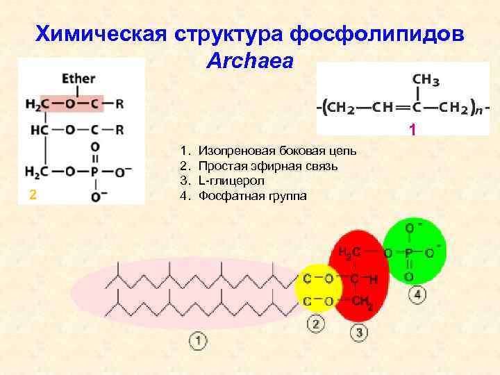 Химическая структура фосфолипидов Archaea 1 2 1. 2. 3. 4. Изопреновая боковая цепь Простая