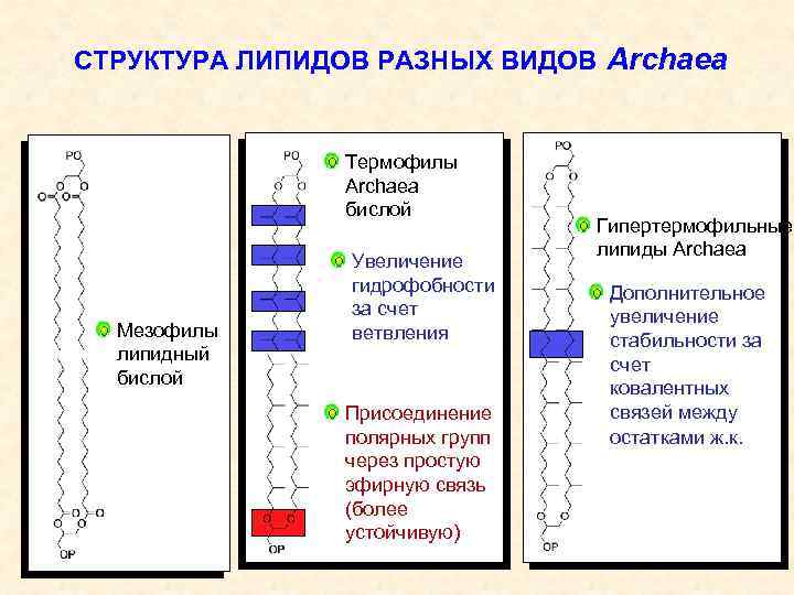 СТРУКТУРА ЛИПИДОВ РАЗНЫХ ВИДОВ Archaea Термофилы Archaea бислой Мезофилы липидный бислой Увеличение гидрофобности за