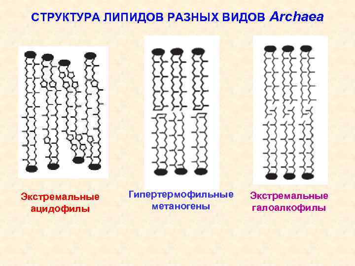 СТРУКТУРА ЛИПИДОВ РАЗНЫХ ВИДОВ Archaea Экстремальные ацидофилы Гипертермофильные метаногены Экстремальные галоалкофилы 