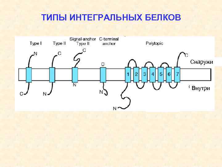 ТИПЫ ИНТЕГРАЛЬНЫХ БЕЛКОВ Снаружи Внутри 