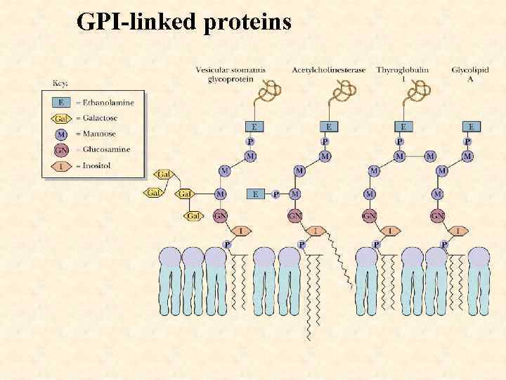 GPI-linked proteins 