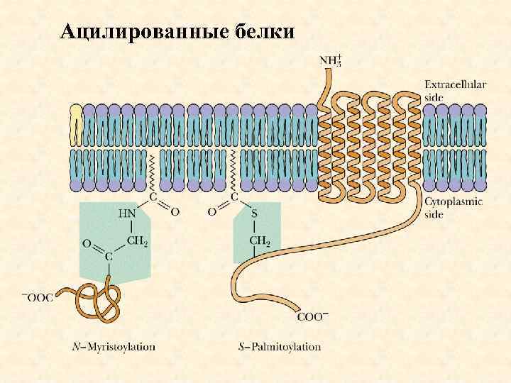 Ацилированные белки 