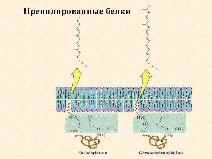 Пренилированные белки 