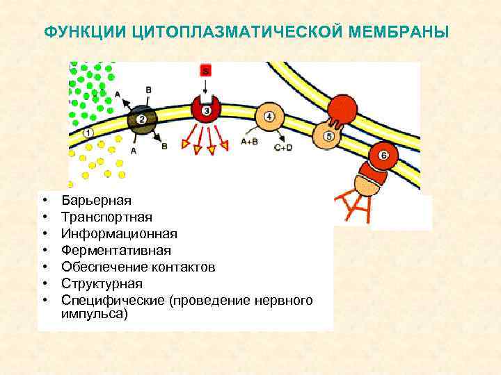 Функции цитоплазматической мембраны. Информационная функция цитоплазматической мембраны. Барьерно транспортная функция плазматической мембраны. Функции цитоплазматической мембраны Регуляторная разграничительная.