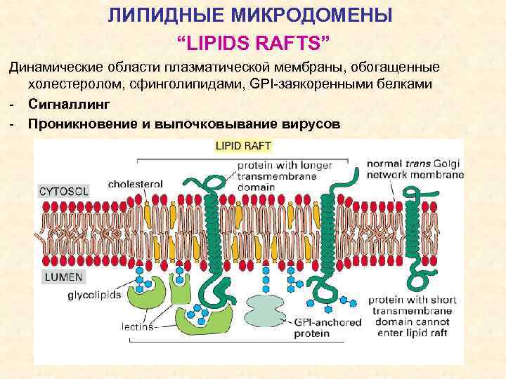 ЛИПИДНЫЕ МИКРОДОМЕНЫ “LIPIDS RAFTS” Динамические области плазматической мембраны, обогащенные холестеролом, сфинголипидами, GPI-заякоренными белками -