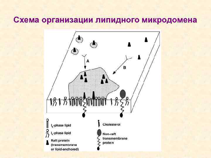 Схема организации липидного микродомена 