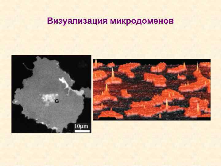 Визуализация микродоменов 