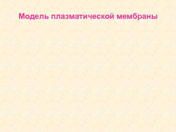 Модель плазматической мембраны 