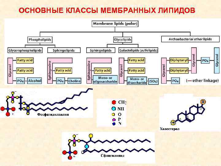 ОСНОВНЫЕ КЛАССЫ МЕМБРАННЫХ ЛИПИДОВ 
