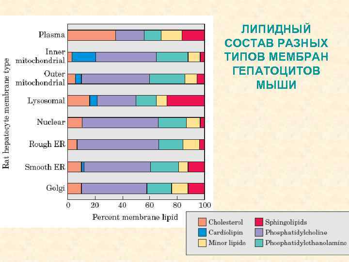 ЛИПИДНЫЙ СОСТАВ РАЗНЫХ ТИПОВ МЕМБРАН ГЕПАТОЦИТОВ МЫШИ 