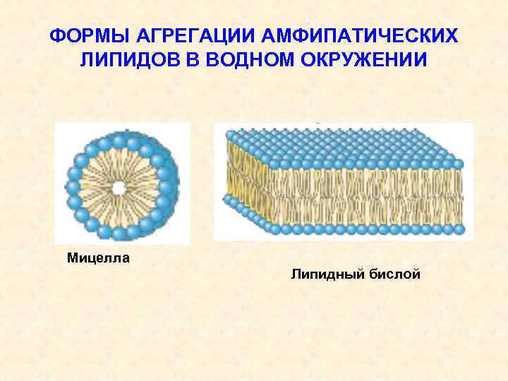 ФОРМЫ АГРЕГАЦИИ АМФИПАТИЧЕСКИХ ЛИПИДОВ В ВОДНОМ ОКРУЖЕНИИ Мицелла Липидный бислой 