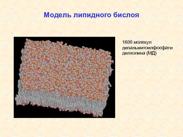 Модель липидного бислоя 1600 молекул дипальмитоилфосфати дилхолина (МД) 