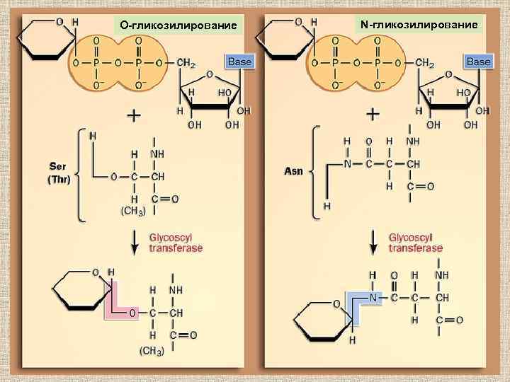 О-гликозилирование N-гликозилирование 