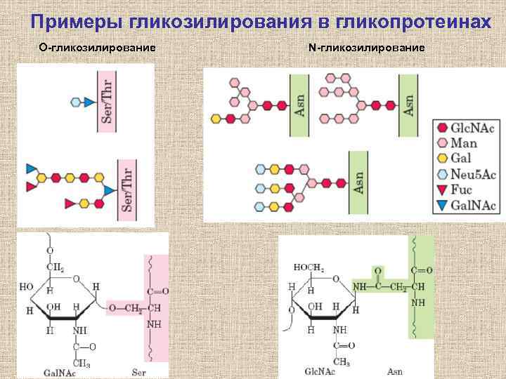 Примеры гликозилирования в гликопротеинах О-гликозилирование N-гликозилирование 