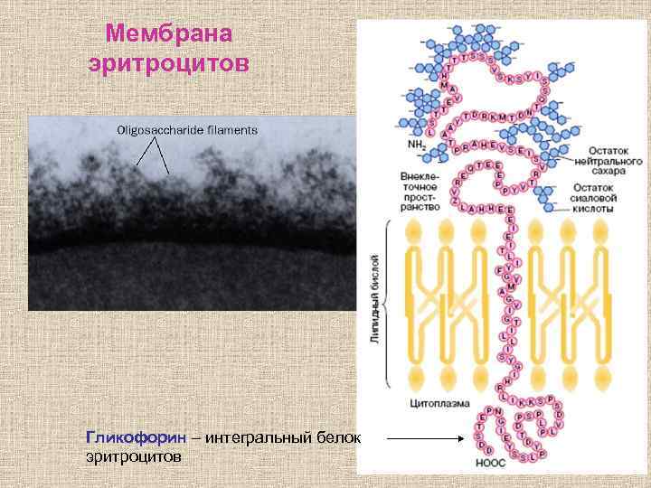 Мембрана эритроцитов Гликофорин – интегральный белок эритроцитов 