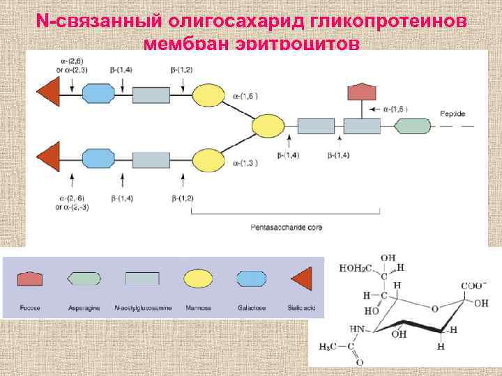 N-связанный олигосахарид гликопротеинов мембран эритроцитов 