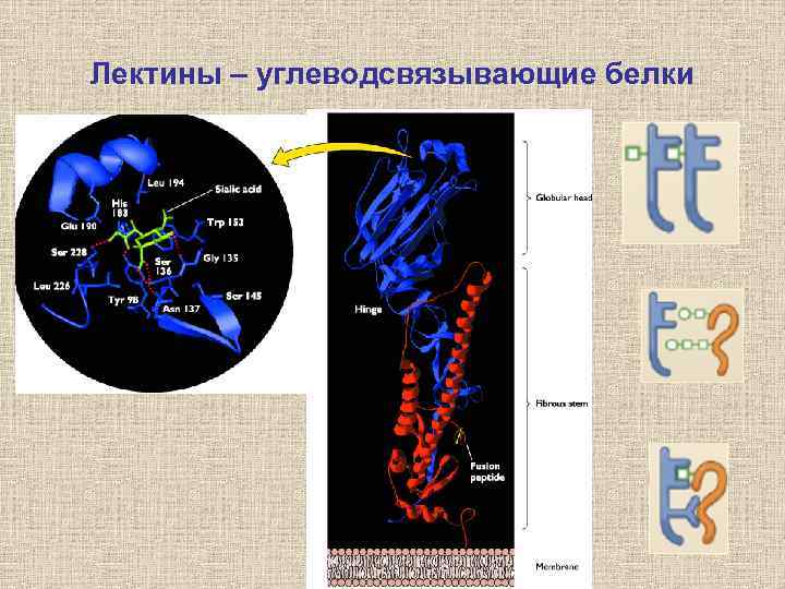 Лектины – углеводсвязывающие белки 